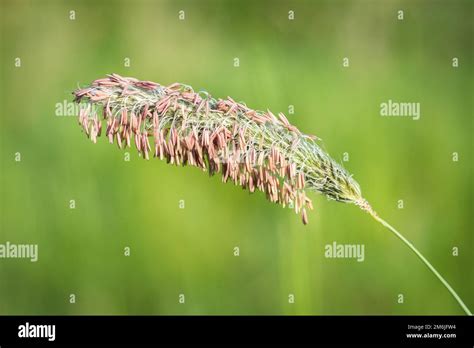 Grass awn with spores Stock Photo - Alamy