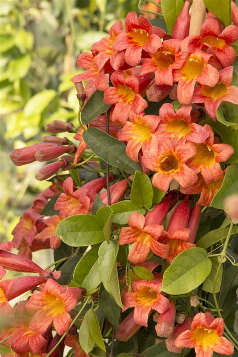 Tangerine Beauty Crossvine, Bignonia capreolata 'Tangerine Beauty'