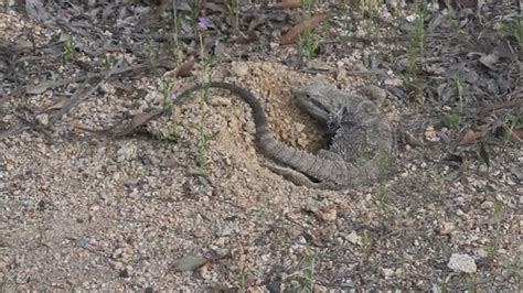 Pogona barbata | The Reptile Database