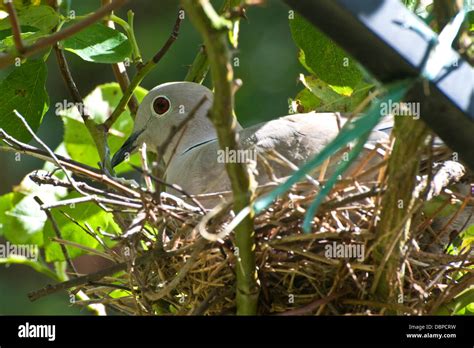 Nesting Collared Dove Stock Photo - Alamy