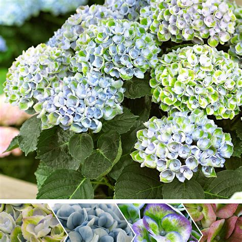 Buy Hydrangea Magical Revolution Blue | Hydrangea macrophylla | Blue-to ...