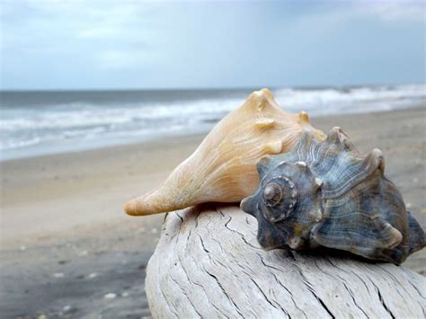 Browsing Photography on DeviantArt | Botany bay, Sea shells, Botany