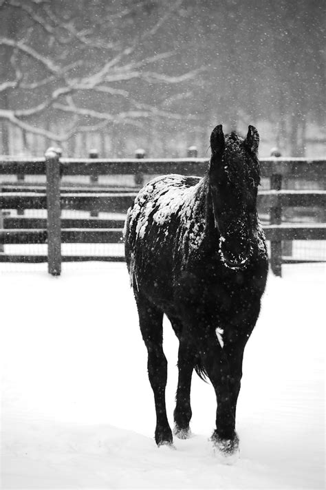 Horse on a snowy day. | Horses, Snowy day, Snowy pictures