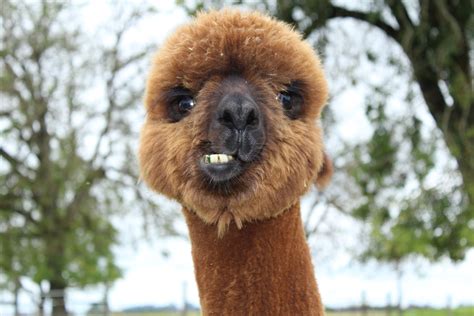 Do I have something in my teeth?? Alpaca | Alpaca farm, Cute animals ...