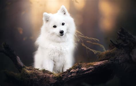 Download Dog Animal Spitz HD Wallpaper by Dackelpup