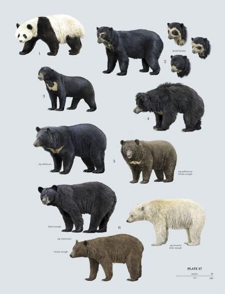 Ursidae (Bears) | Bear species, Animals, Mammals