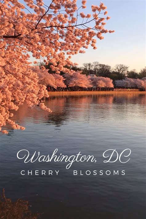 Where to see cherry blossoms in dc map insider s guide – Artofit