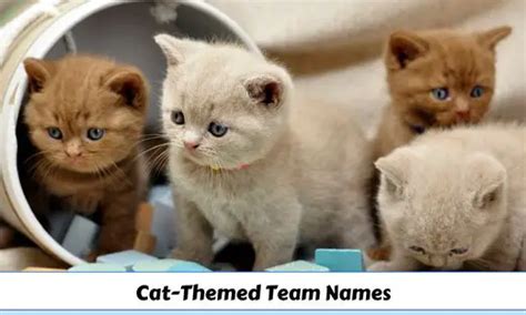 344+ Cat-Themed Team Names for Every Occasion