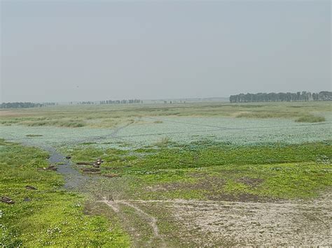 Begusarai Kanwar Lake; Latest Photos And Videos | Bihar Ramsar Site | बिहार में जम्मू की डल झील ...