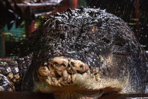 World’s largest captive crocodile Cassius dies in Australia: ‘More than just a crocodile’