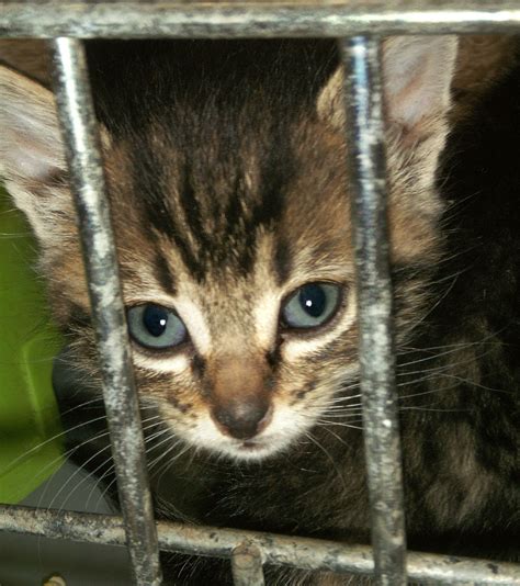 Stop animal abuse!!! - Animal Rights Photo (10821861) - Fanpop