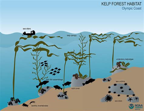 Kelp Forests | Olympic Coast National Marine Sanctuary