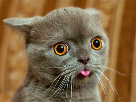 35 Cats Pulling the Most Ridiculous Faces Imaginable