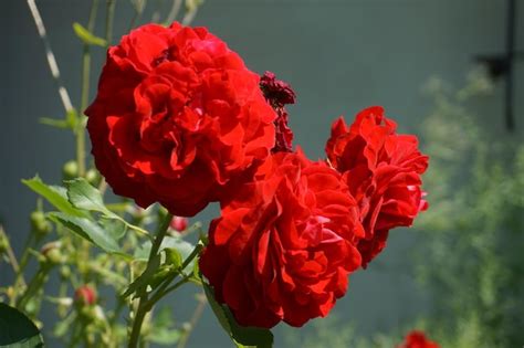 Premium Photo | Red roses in garden