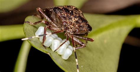 rice stink bug life cycle - Gerry Voss