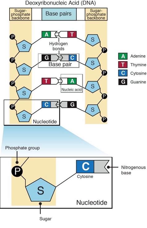 Graphics | Teaching biology, Biology classroom, Biochemistry