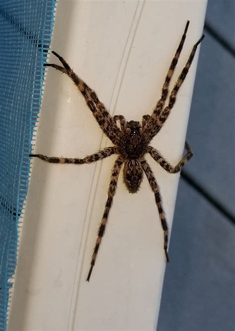 Dolomedes tenebrosus (Dark Fishing Spider) in Warren, Massachusetts ...