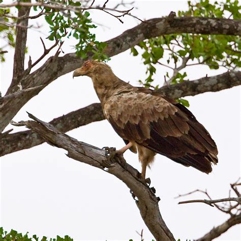 Tanzania & Zanzibar: Palm-nut Vulture