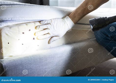 Bed Bug Infestation and Treatment Service Stock Photo - Image of ...