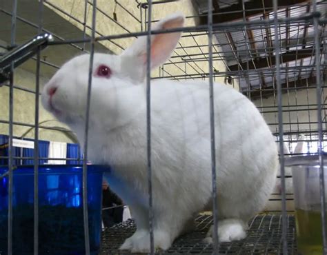 25 White Rabbit Breeds With Pictures & Videos