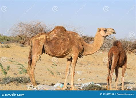 Camels of the Desert of Saudi Arabia Stock Image - Image of cameranbeautifully, station: 115335981