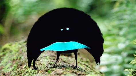 THE RAREST BIRDS In The World | Weird birds, Bird species, Birds of paradise