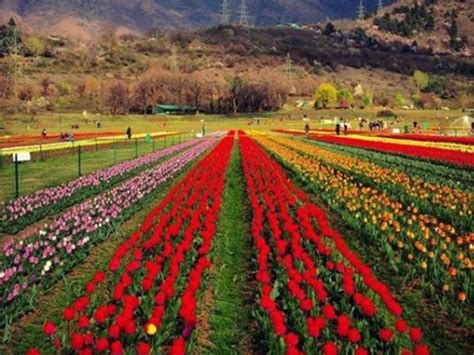 Kashmir, Tulip Garden| [PHOTOS] The world misses the chance to witness ...