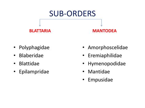 Dictyoptera and Isoptera | PPT