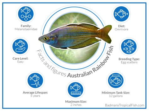 Australian Rainbow Fish Care, Maintenance, and Breeding