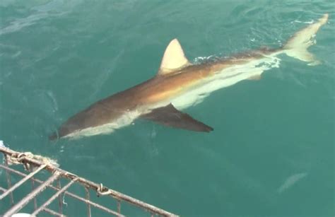 The day the first copper shark was sighted in Gansbaai | Shark Cage Diving with Great White ...