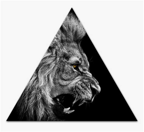 Lion Roar Wallpaper High Quality - Animal Wallpaper Iphone 5, HD Png Download - kindpng