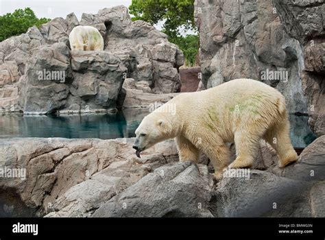 Polar Bear Ursus maritimus Rio Grande Zoo Albuquerque New Mexico USA Stock Photo - Alamy