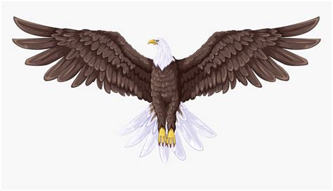 Bald Eagle Flight Drawing - Full Body Eagle Drawing, HD Png Download ...