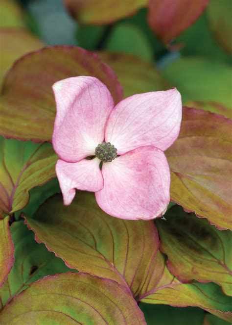 Heart Throb® Chinese Dogwood | Showy flowers, Dogwood, Deciduous trees