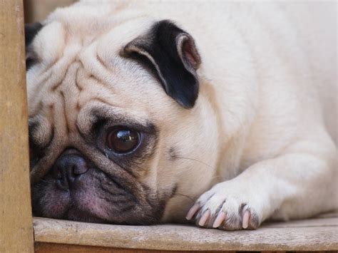 5 Reasons Why Your New Puppy Won't Stop Crying