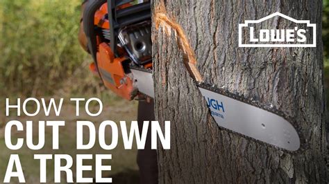 How To Cut Down A Tree - YouTube