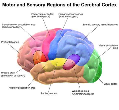 The Brain: Broca's and Wernicke's Areas and the Circle of Willis - Owlcation