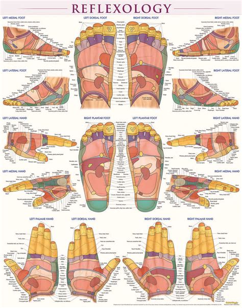 Quickstudy reflexology laminated poster – Artofit