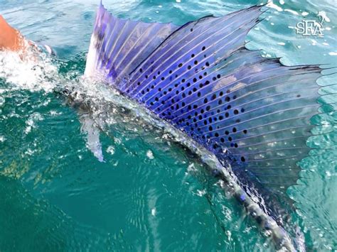 Fascinating Sailfish Facts You Must Know - Sport Fishing Asia