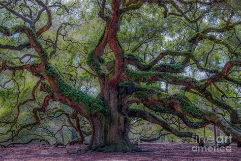 Angel Oak Tree Deeply Rooted History Photograph by Dale Powell