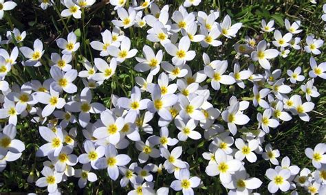 Maine Wildflowers - AllTrips