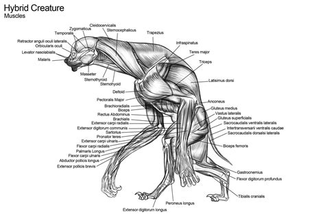 Raul Ramos - Creature Anatomy 01- Human Hyena Hybrid