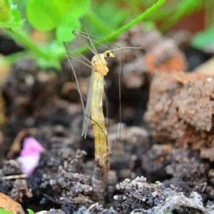 Guide to Crane Flies & Crane Fly Larvae (Tipulidae) - Pond Informer