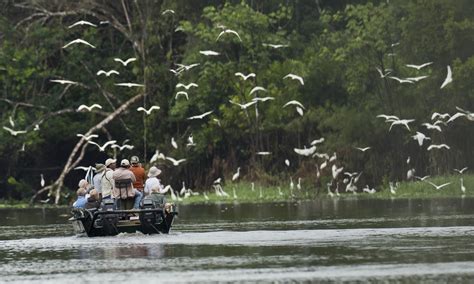 The Great Amazon River Cruise | Pages | WWF