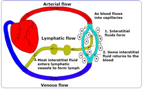 Functions of lymphatic system - Biology Notes for IGCSE 2014