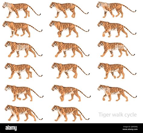 A vector design of striped Tiger walk cycle animation keyframes on white background Stock Vector ...