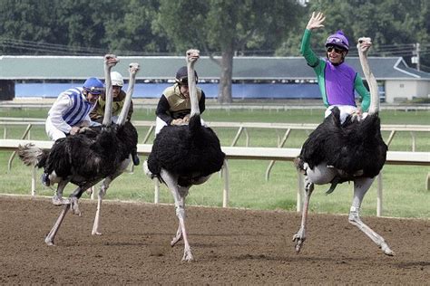 Ostrich Racing! The Ostrich, Ostriches, Sunday School Crafts, Camels, Horse Racing, Cool Kids ...