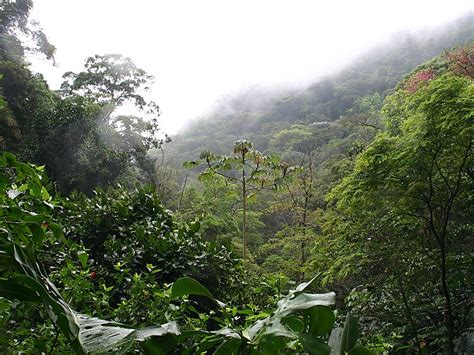 Tijuca Forest in Rio de Janeiro, Brazil | Sygic Travel