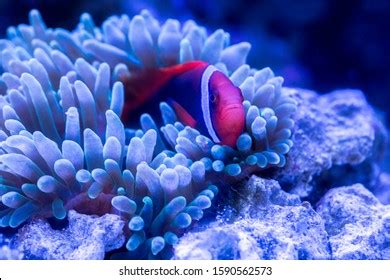 664 Tomato clownfish Images, Stock Photos & Vectors | Shutterstock