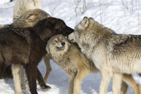 Wolf Facts - Animal Facts Encyclopedia